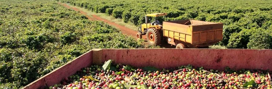 2016-02-12-producao-de-cafe-em-minas-gerais